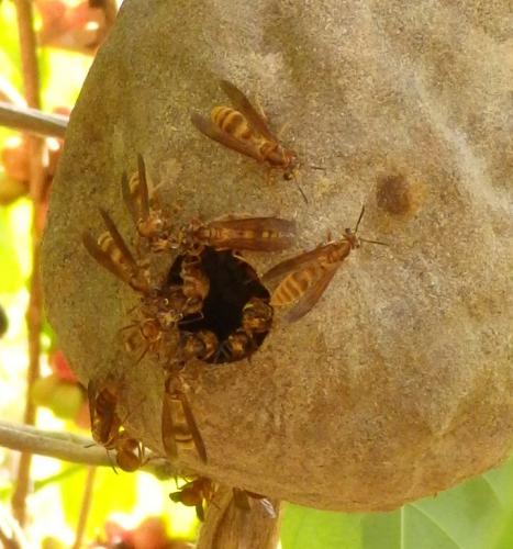 Réf. 217 782 : Polybia sp.